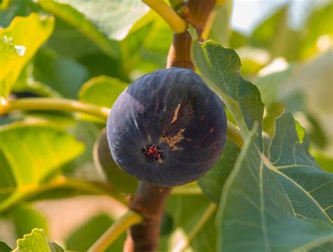 Higos Maduros Y Maduros Ficus Carica En Una Rama De Rbol Entre Hojas