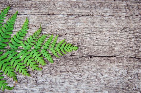 Hojas De Helecho Sobre Un Fondo De Madera Vieja Con Surcos Foto Premium