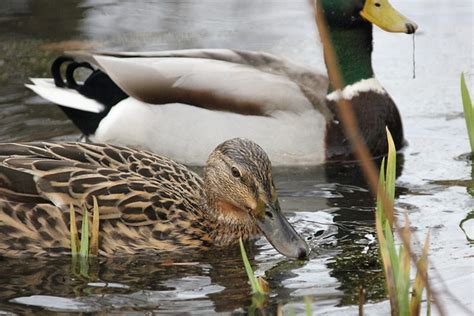 Aves Acu Ticas Pato Agua Foto Gratis En Pixabay Pixabay