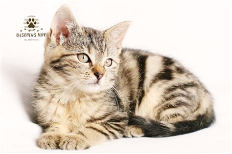 300 Tabby Cat Names From Classic To UniqueFind Your Perfect Match