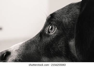 Cute Puppy Dog Big Eyes Stock Photo 2156255043 | Shutterstock