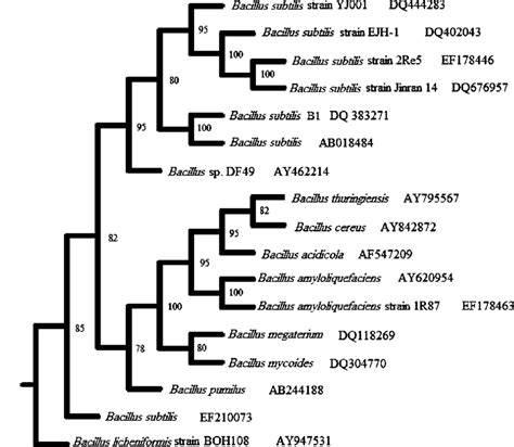 Phylogenetic Relationship Between Bacillus Subtilis Bn And