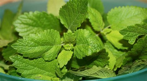 How To Store Lemon Balm Storables