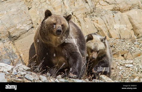 A baby grizzly bear tries to copy its mother Stock Photo - Alamy