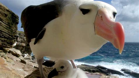 Por qué se conmemora hoy el Día Mundial de los Albatros Weekend