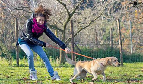 Promener Son Chien En Libert Controverse Et R Alit