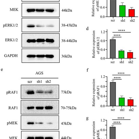 Knockdown Of Taf Inhibits The Cell Proliferation Migration And