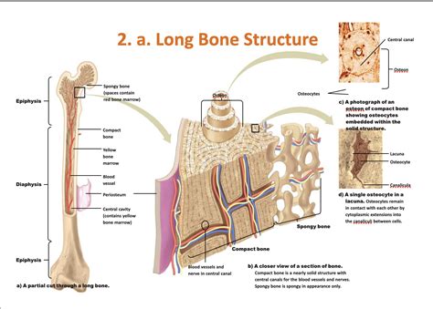 [Solved] What are the bone parts? . 2. a. Long Bone Structure Central ...