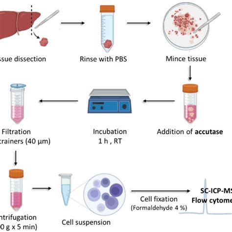 Workflow To Prepare A Single Cell Suspension From A Solid Tissue