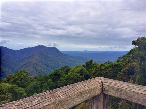 Dorrigo National Park Skywalk | National parks, Park, Natural landmarks