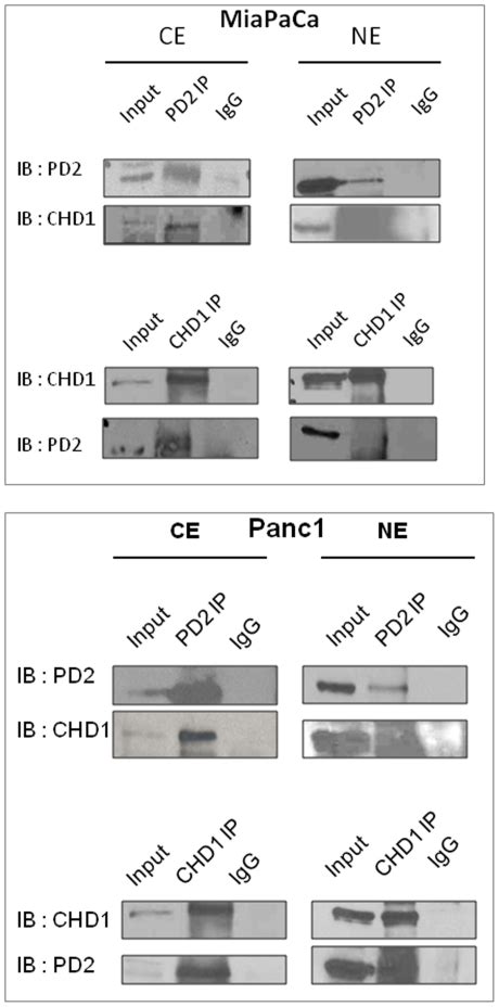 A Cytoplasmic And Nuclear Extract Fractionation Was Performed In