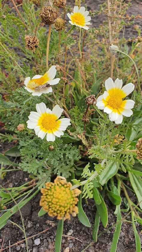 Kronen Wucherblume Kronen Wucherblume Glebionis Coronaria Flickr