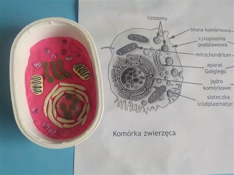 Model komórki zwierzęcej i roślinnej szkolny projekt DIY Mamawdomu pl