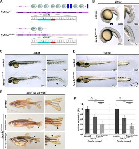 Generation and phenotype of fndc3a wue1/wue1 zebrafish mutants ...