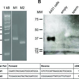 PCR And Western Blot Identification Of MAPK A PCR Analysis Of Testis