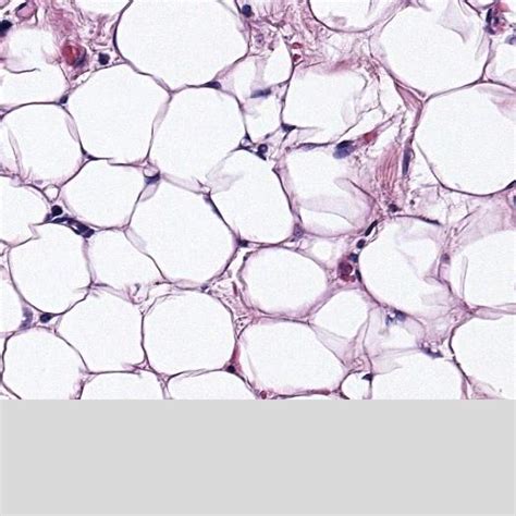 Adipose Tissue Diagram Quizlet