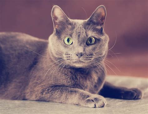 Russian Blue Cat Breed Characteristics And Care