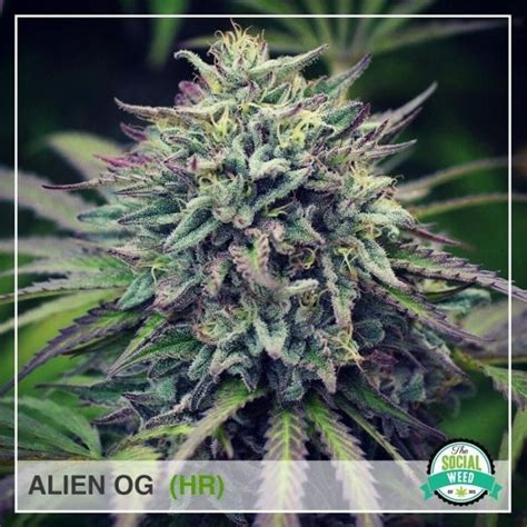 Alien Og Hybrid The Social Weed