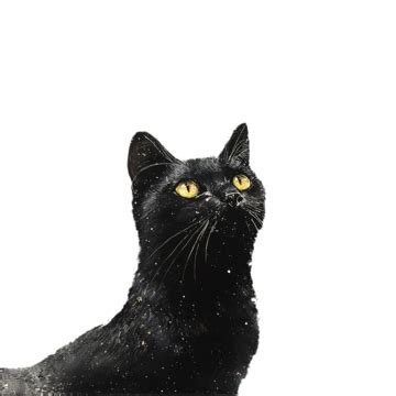 Black Cat And Starry Sky Painting Black Cat Starry Sky Painting PNG