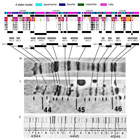 Localization Of Polytene Chromosomes Black Bands On The Drosophila