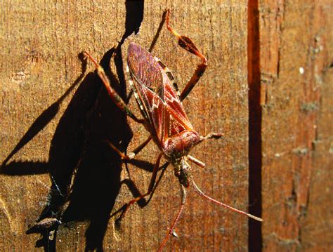 Western Conifer Seed Bug Leptoglossus Occidentalis Heidemann