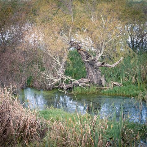 Benefits of a Wetland | Climate and Weather, Construction ...