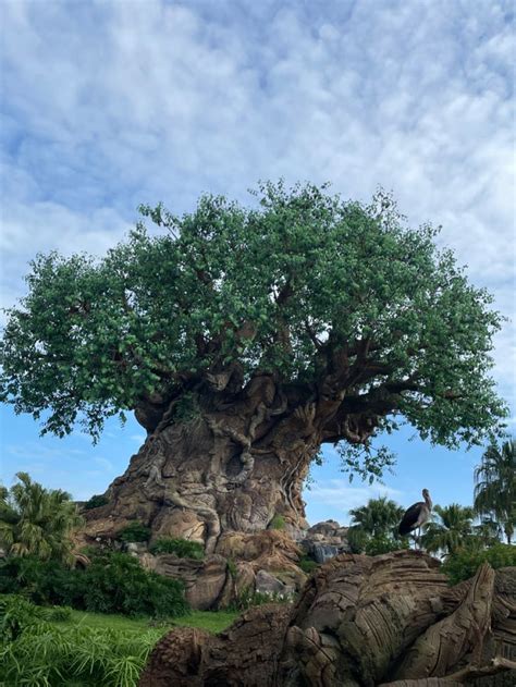 tree of life at disney’s animal kingdom | Animal kingdom disney, Walt ...