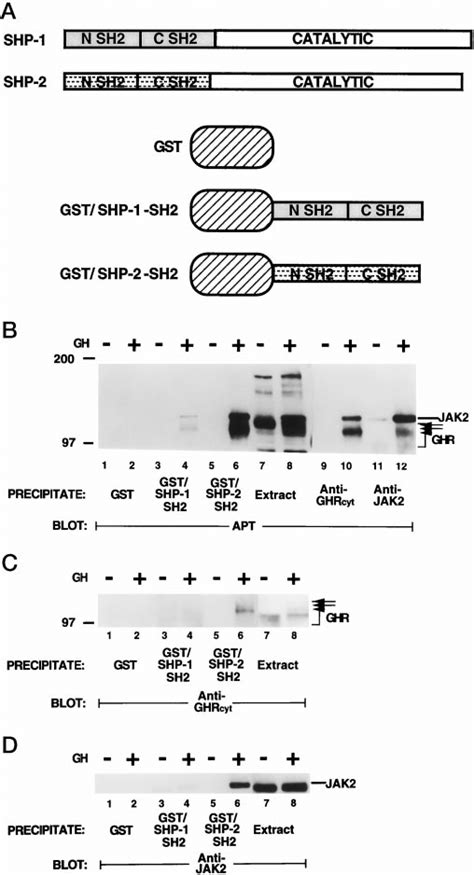 Interaction Of Shp And Shp Sh Containing Gst Fusion Proteins With