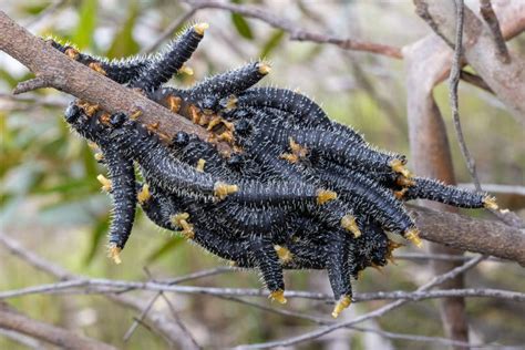 Sawfly larvae stock photo. Image of sawfly, caterpillar - 237169352