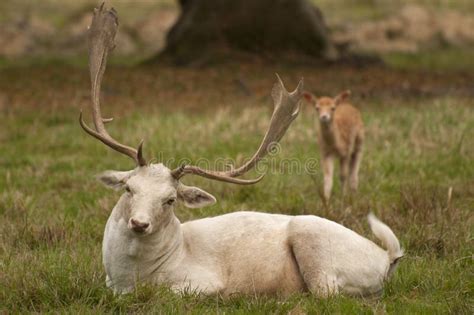 White Fallow Deer Stock Image Image Of Forest Fallow 27289423