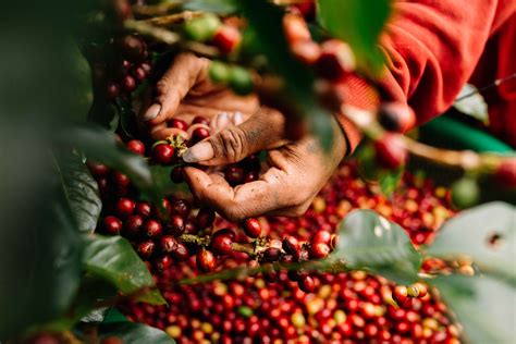 ROBUSTA ARABICA TÌNH YÊU CÀ PHÊ VIỆT NAM The Coffee House