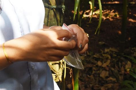 Premium Photo Close Up Of Woman Hand Holding Plant