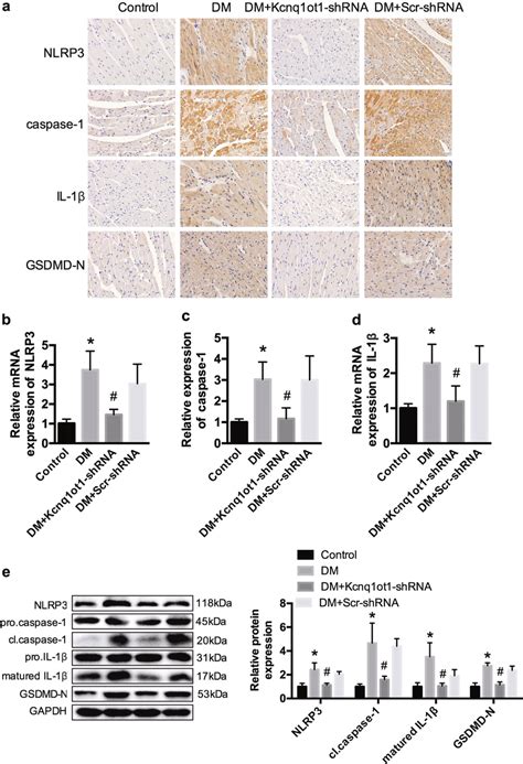 Kcnq1ot1 Is Involved In The Regulation Of Pyroptosis In Vivo A