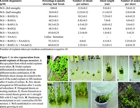 Effect Of Bap And Naa On Bud Break And Shoot Growth In The Cultures