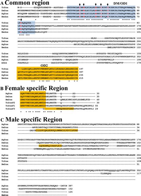 The Dsx Sequences Are Divided Into A Region Common To Dsxm And Dsxf Download Scientific