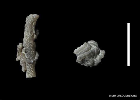 A Beginners Guide To Cincinnatian Crinoids Diplobathrids