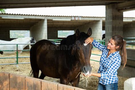 Female Farmer Feeding Horse Stock Image Image Of Feeding Engagement