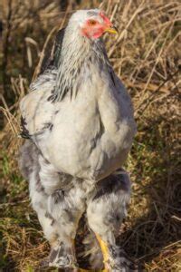 Gallina Brahma Descubre Todo Sobre Esta Raza De Aves Ex Ticas