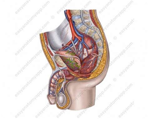 Ommon Iliac Artery And Its Branches Easy Anatomy