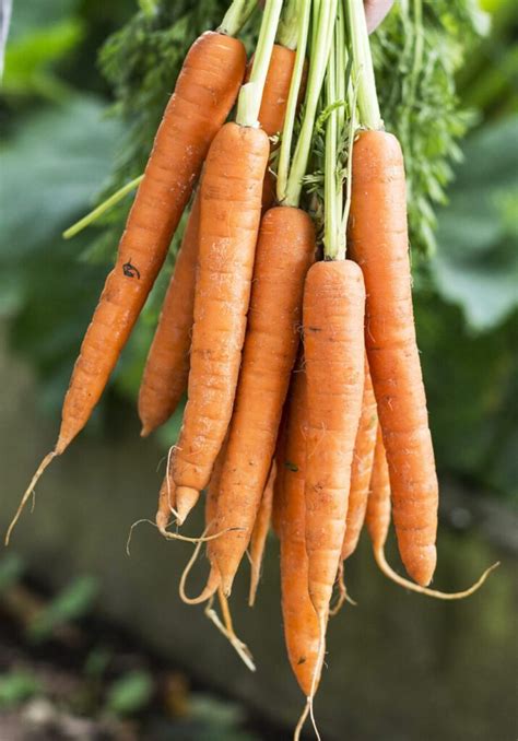 Growing Carrots With Comprehensive Guide