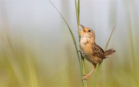 Sedge Wren | Audubon Field Guide