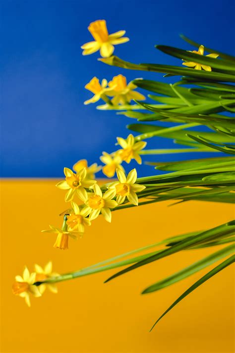 Yellow Flowers in Blue and Yellow Background · Free Stock Photo