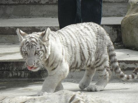 White tiger cub, 2011 - ZooChat