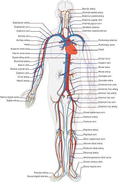 Anatomy Of Vascular System