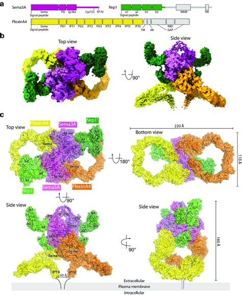 Overall Structure Of The Sema A Plexina Nrp Complex A Domain