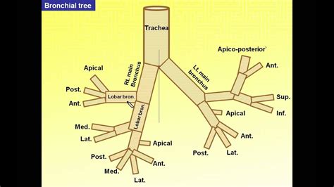 Bronchial tree | Anatomy, Bronchial, Lung anatomy