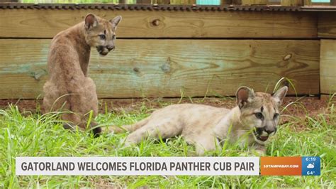 Floridas Protect The Panther License Plate Gets New Design