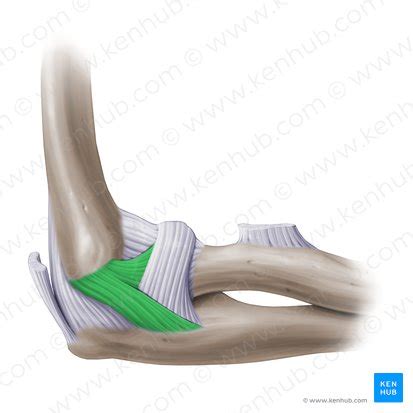 Elbow And Forearm Forearm Muscles And Bones Anatomy Kenhub