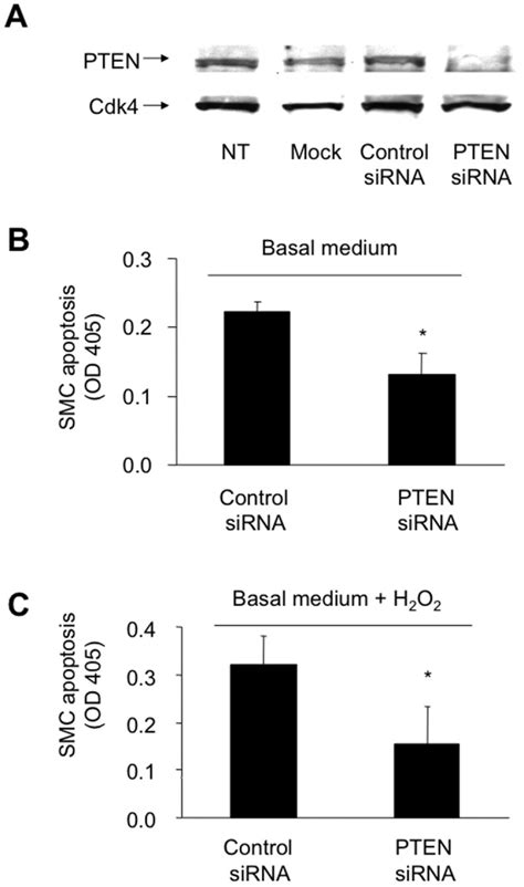 A Pten Expression Following Sirna Mediated Knock Down Protein