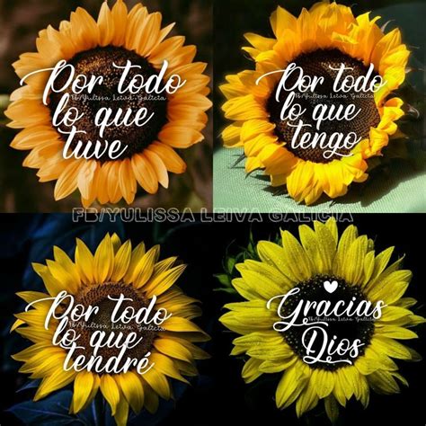 Pinterest Frases Girasoles Te Regalo Esta Frase Imagenes De Girasoles